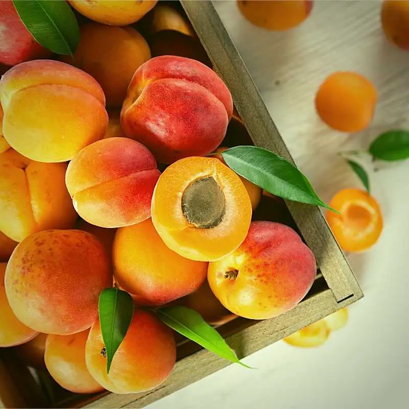 apricot benefits for skin