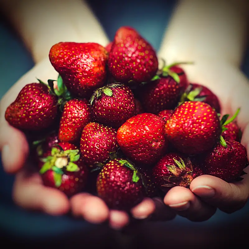 benefits of strawberries