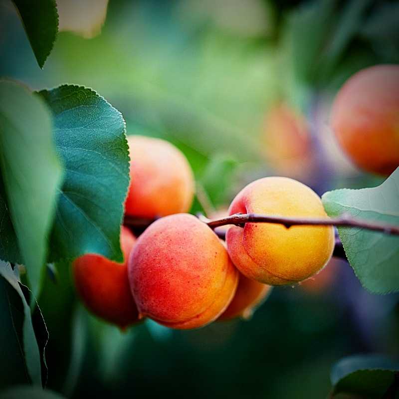 apricot benefits for skin